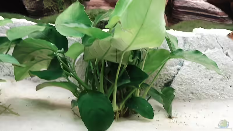 Anubias barteri var. nana (Zwergspeerblatt) von Florian Kallinger (12)