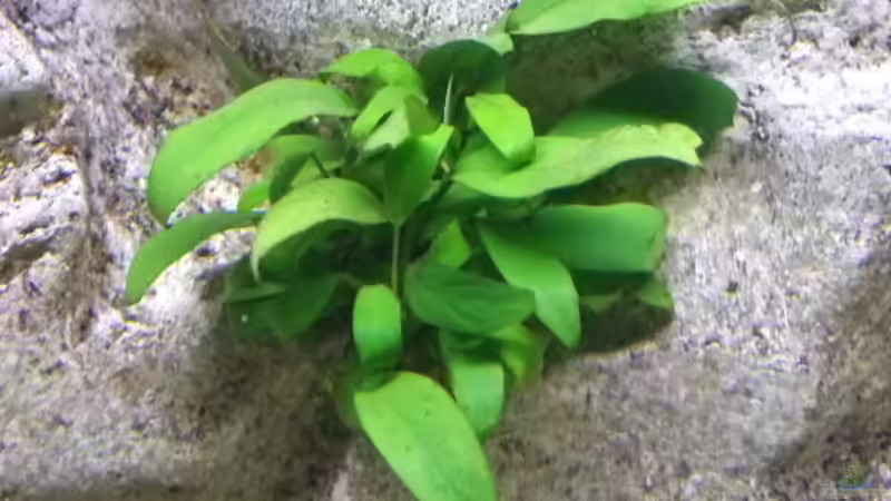 Anubias barteri var. nanaHandelsname: Zwergspeerblatt von Joopde (9)