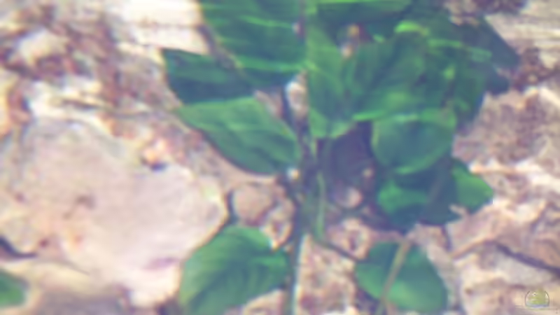 Anubias barteri var.barteri von Dirk Abelshausen (11)