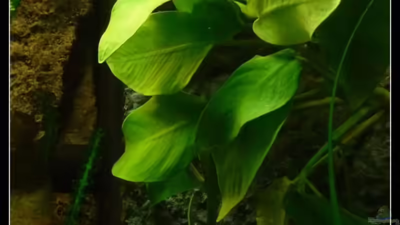 Anubias barteri var nana Gold von *Dominique* (16)