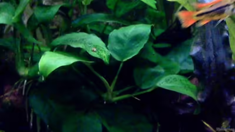 Anubias barteri var.nana von Thomas Schmidt (10)