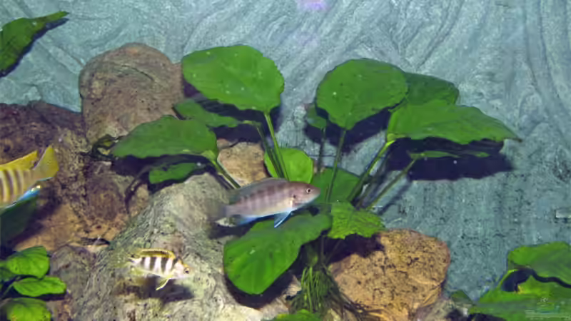 Anubias barteri von Antje Raasch (5)