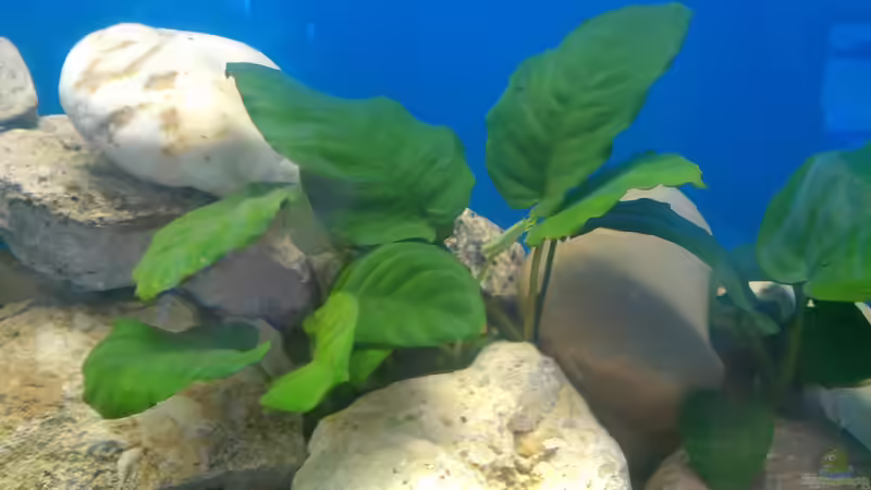 Anubias barteri von Bas-ti (7)