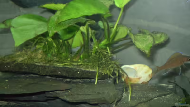 Anubias barteri von Daniel Baier (6)