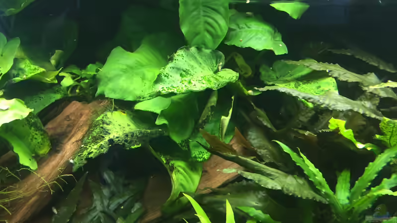 Anubias barteri von Danny (14)