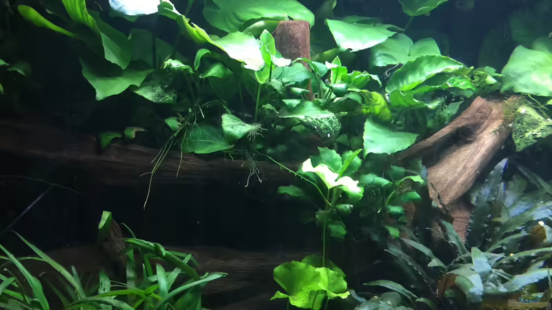 Anubias barteri von Danny (16)