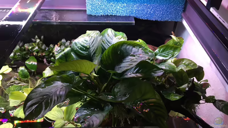 Anubias barteri von Danny (16)
