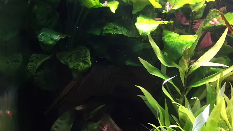 Anubias barteri von Danny (23)