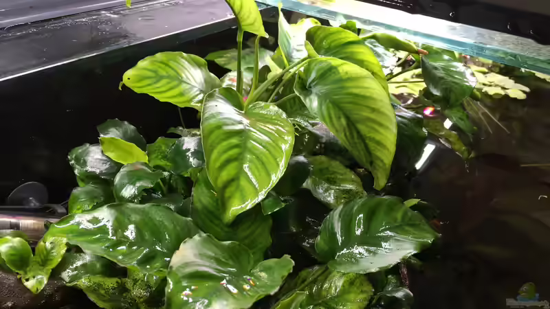 Anubias barteri von Danny (24)
