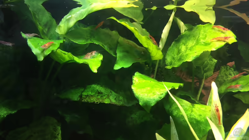 Anubias barteri von Danny (28)