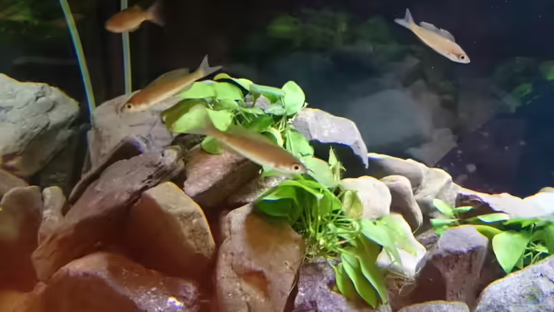 Anubias Barteri von djhitek (5)