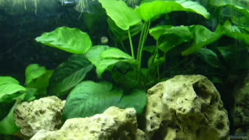 Anubias Barteri von djhitek (6)