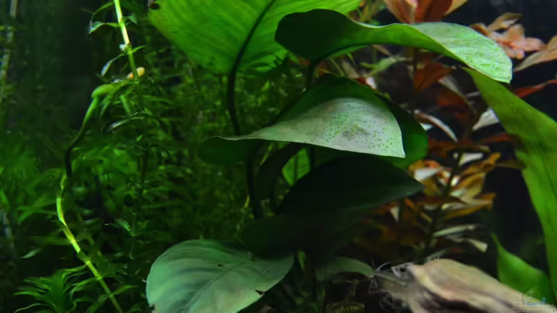 Anubias barteri von DonTango (3)