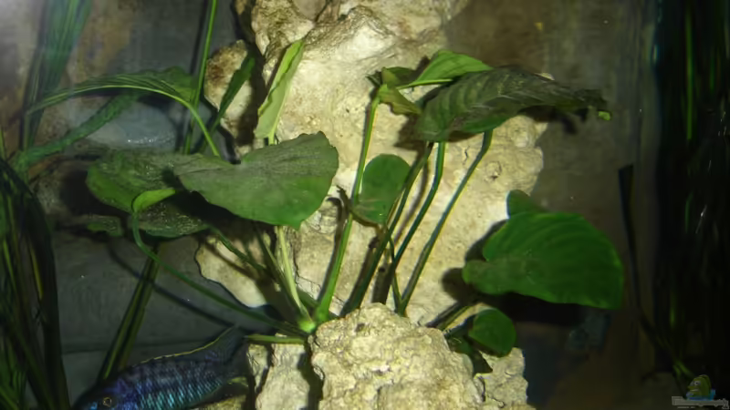 Anubias barteri von ertzuio (5)