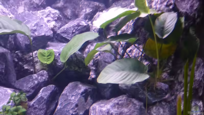 Anubias Barteri von EvilChicken (9)