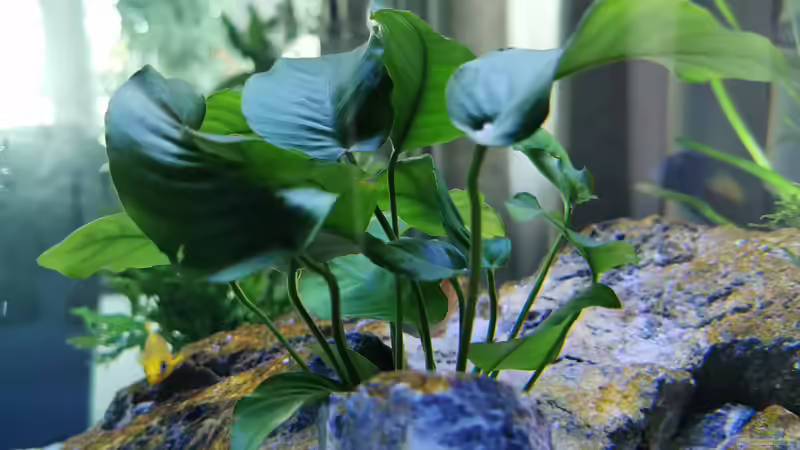 Anubias Barteri von Ezi13 (7)