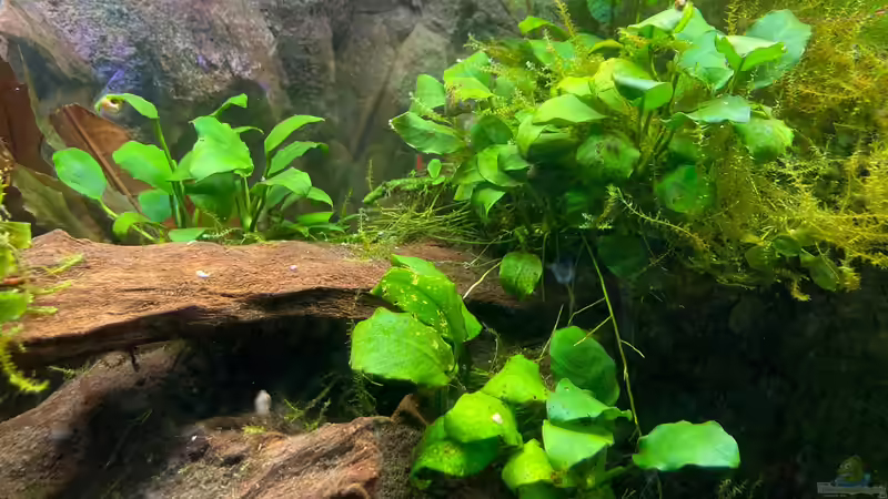 Anubias Barteri von Fischfan11 (3)