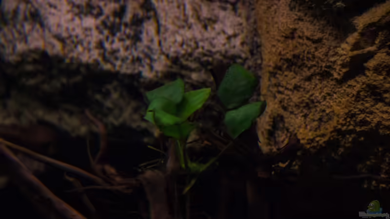 Anubias barteri von GoreSlayer (34)