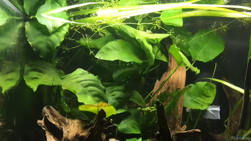Anubias barteri von Harald Kästner (5)
