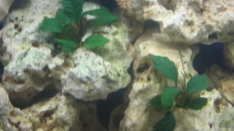 Anubias barteri von Helmut Loehr (8)