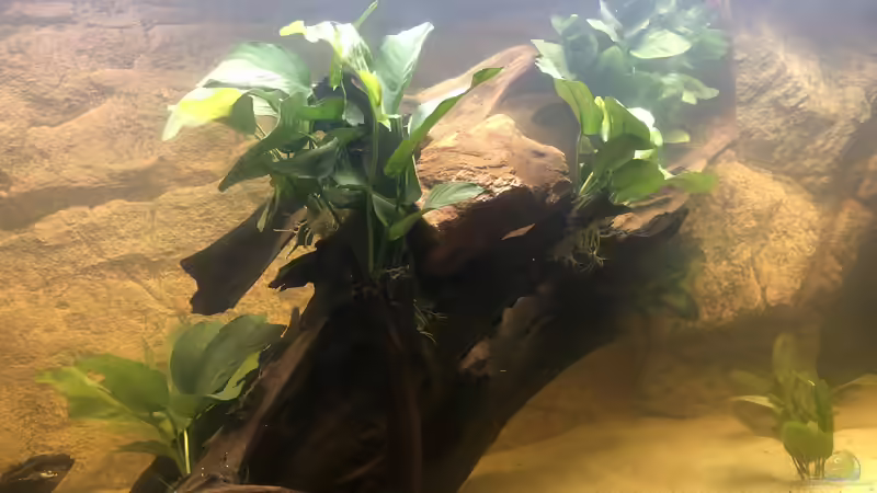 Anubias barteri von Hippopotan (8)