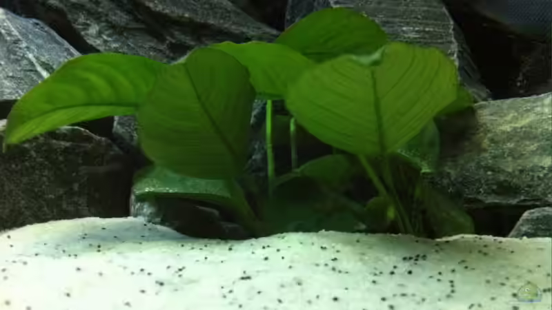 Anubias barteri von Jean-Paul Ambord (10)