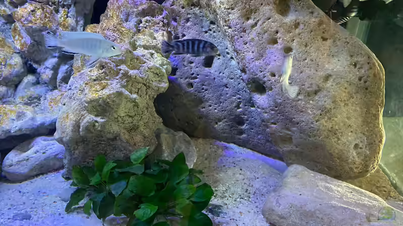 Anubias Barteri von Jean-Paul Ambord (2)