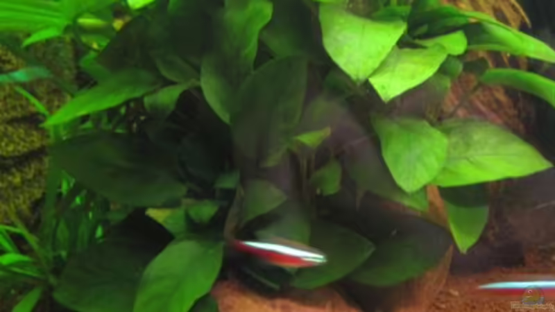 Anubias barteri von Jogi (15)