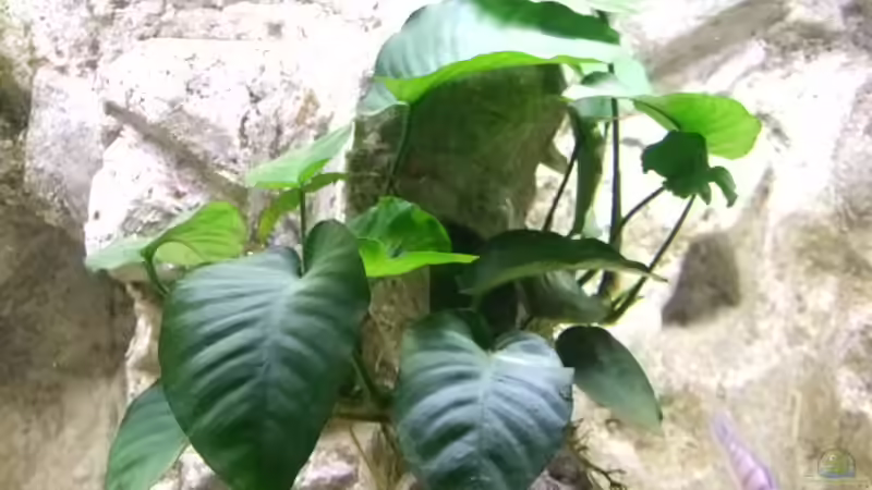 Anubias barteri von Joopde (10)