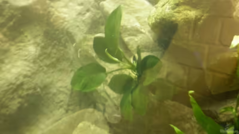 Anubias barteri von Julien Preuß (19)