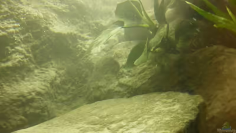 Anubias barteri von Julien Preuß (24)