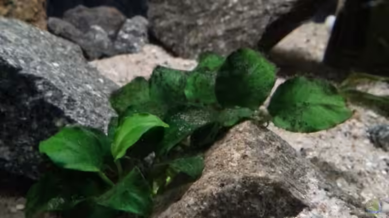anubias barteri von junger Aquarianer (18)