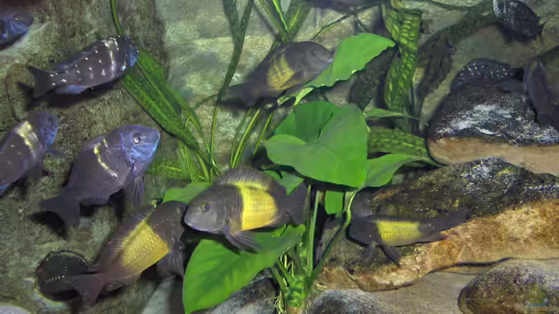 Anubias barteri von Justus (9)