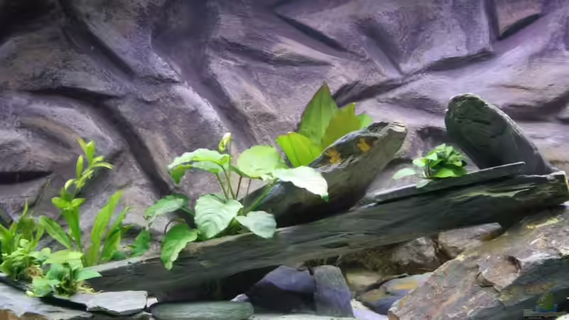 Anubias barteri von Kiraly Tamas (3)