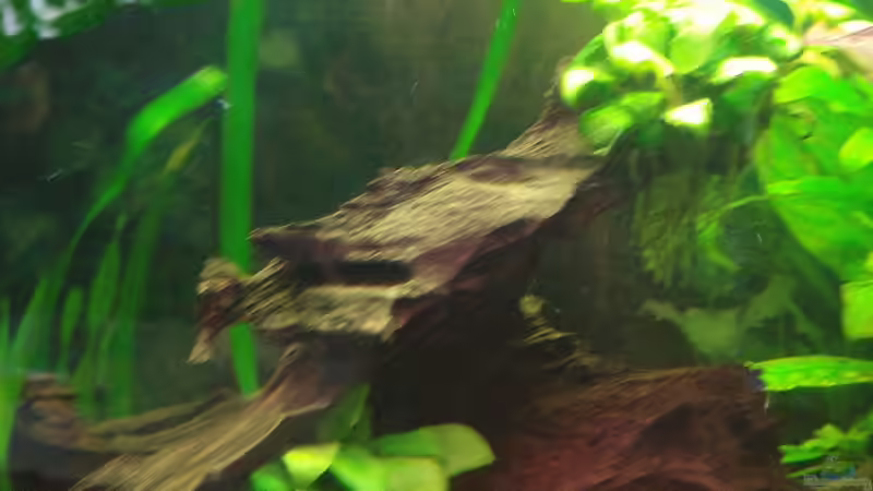 Anubias barteri von Korbi (14)