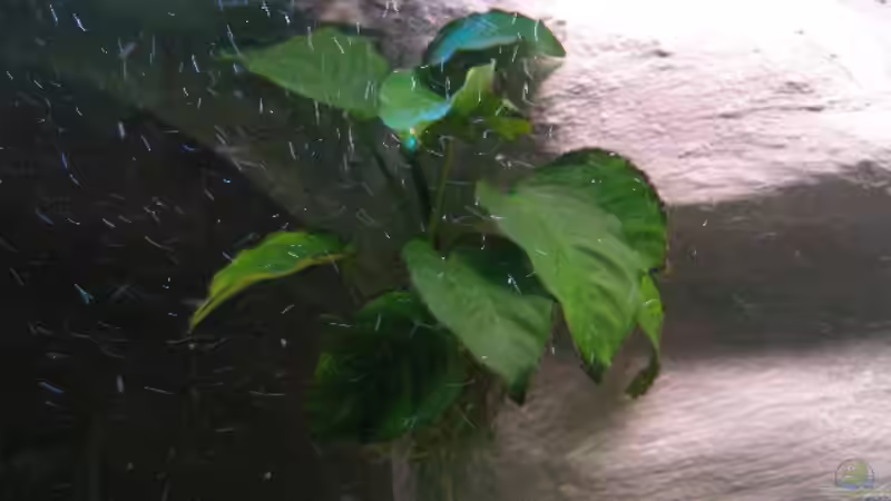 Anubias barteri von Marco O. (22)