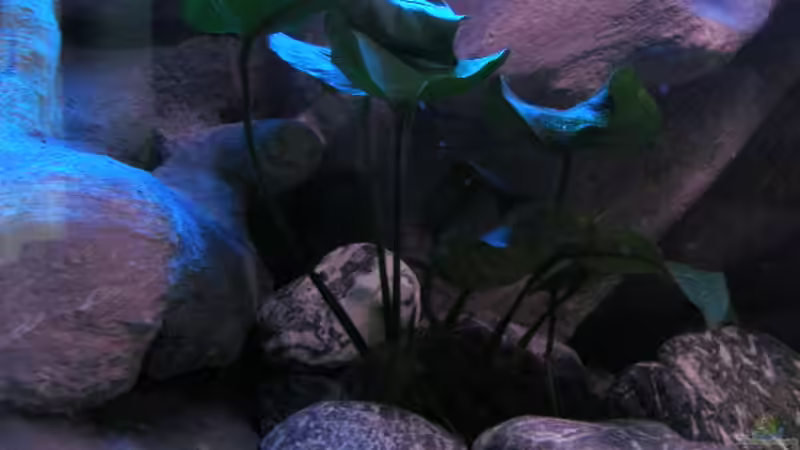 Anubias barteri von Marco O. (25)