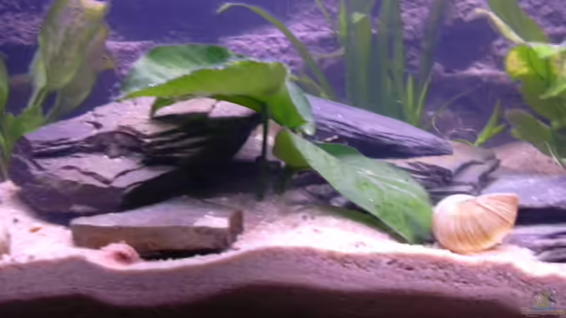 Anubias Barteri von Marco Sauer (2)