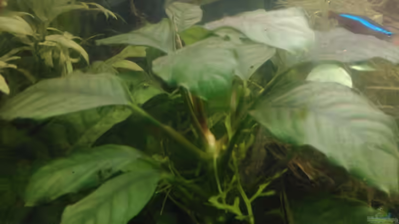 Anubias barteri von mariajudyta (10)