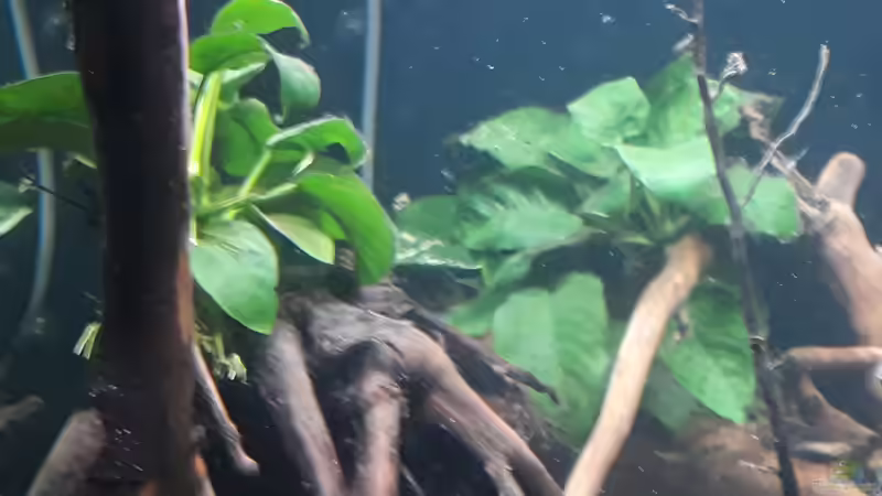 Anubias Barteri von Mattl (5)