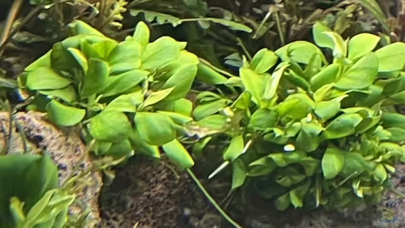 Anubias barteri von Mauri Cangini (8)