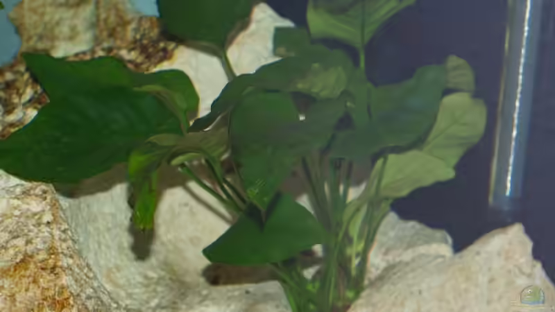 Anubias barteri von Meike_R (18)
