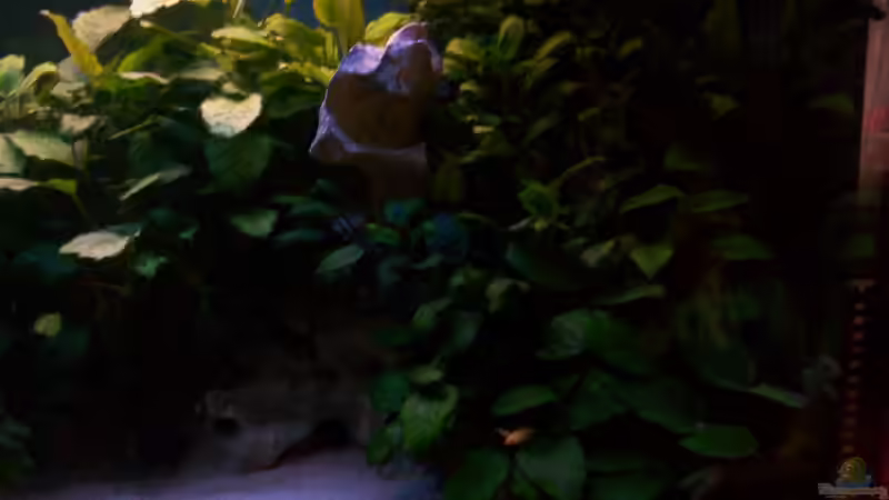 Anubias barteri von Niko P. (14)