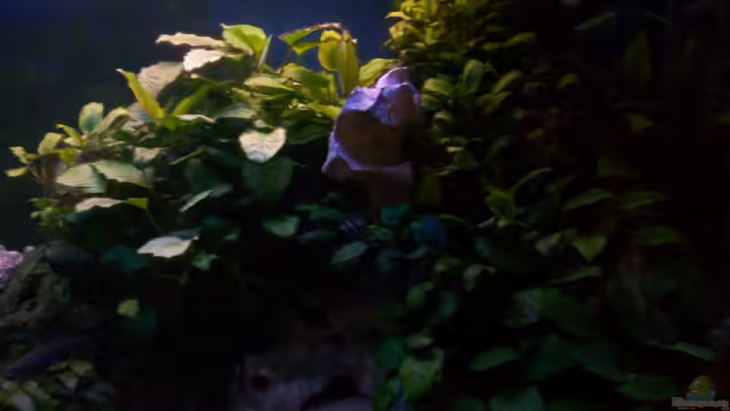 Anubias barteri von Niko P. (15)