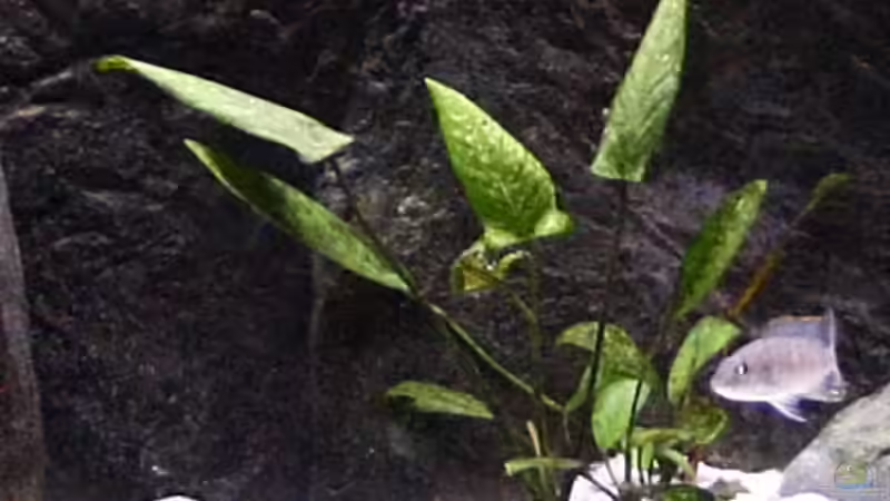 Anubias barteri von Nivus (3)