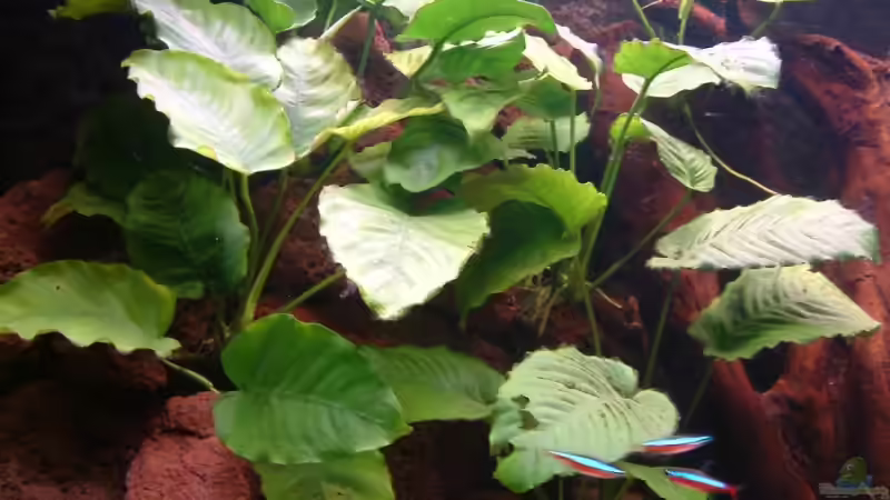 Anubias barteri von Oliver Schürmann (10)