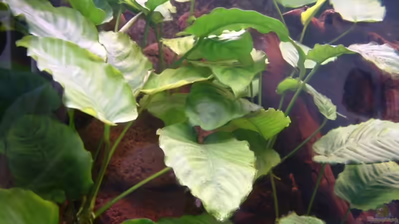 Anubias barteri von Oliver Schürmann (11)