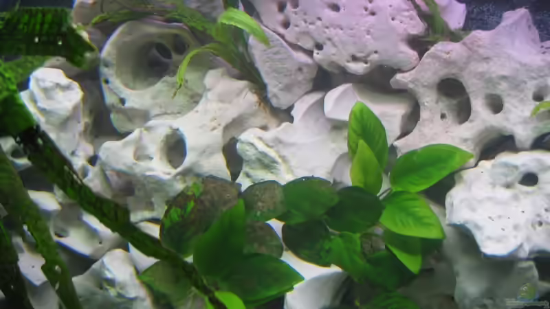 Anubias barteri von Qthree (5)