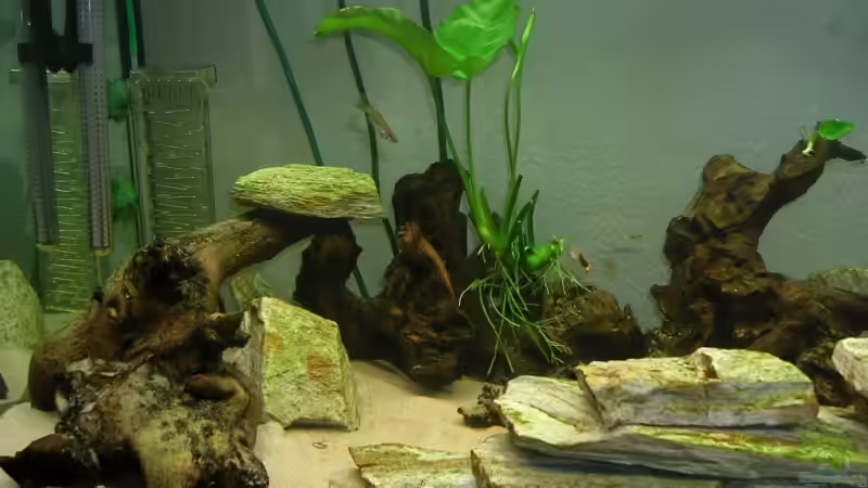 Anubias barteri von Sascha85 (4)