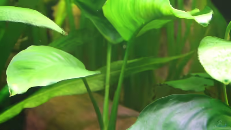 Anubias barteri von semimarinus (19)